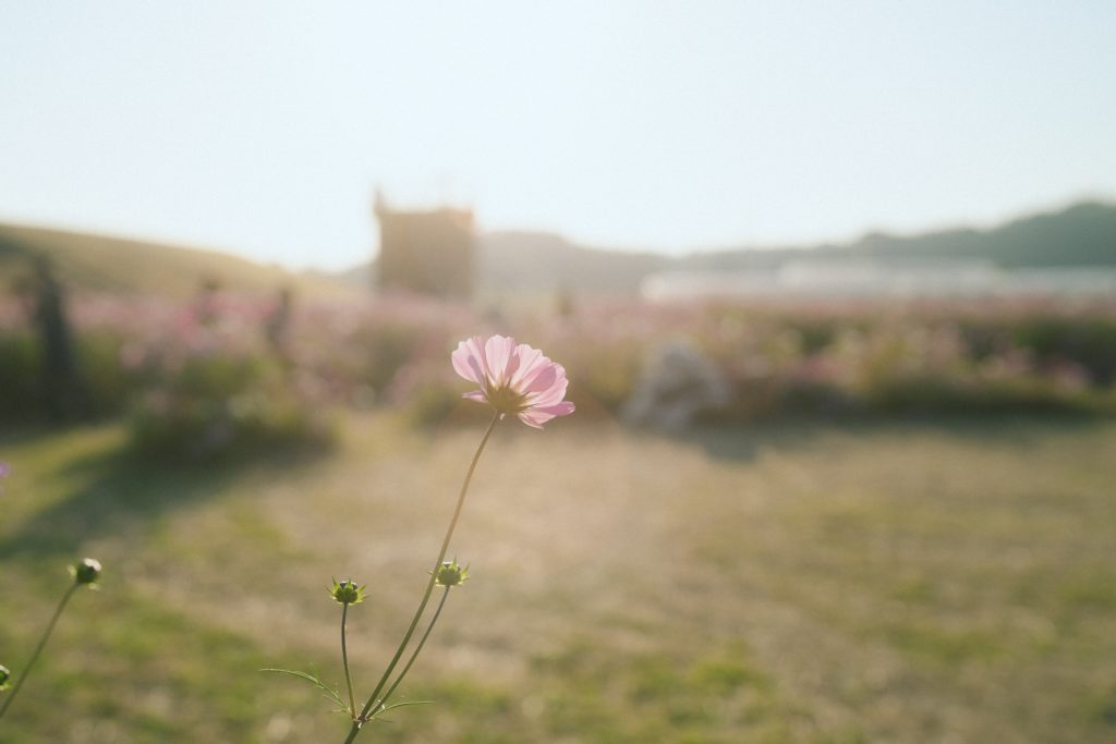 浜松市の出張カメラマン　時々フォト